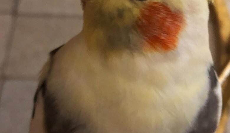 Cockatiel breeders in Wisconsin