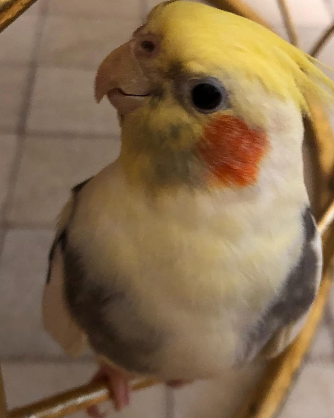 Are Cockatiels Easy to Train
