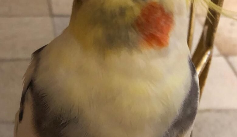 How Often Should I Take My Cockatiel to the Vet?