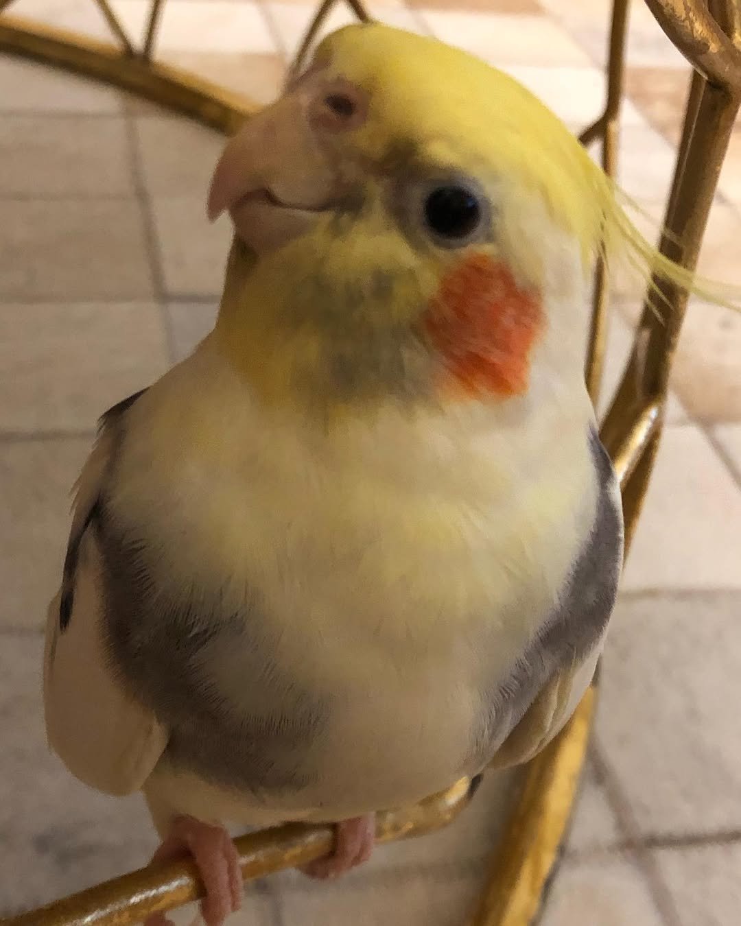 How Often Should I Take My Cockatiel to the Vet