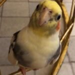 Can I just use a mobile vet for my cockatiel?
