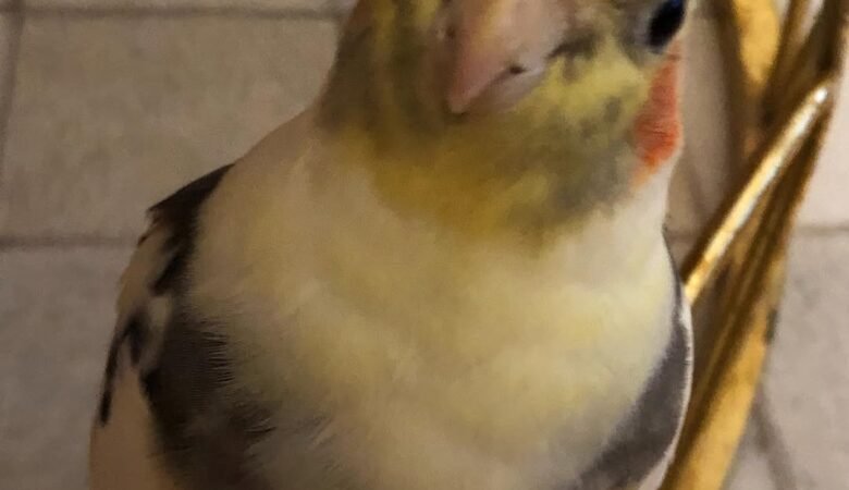 Cockatiel birds in Idaho