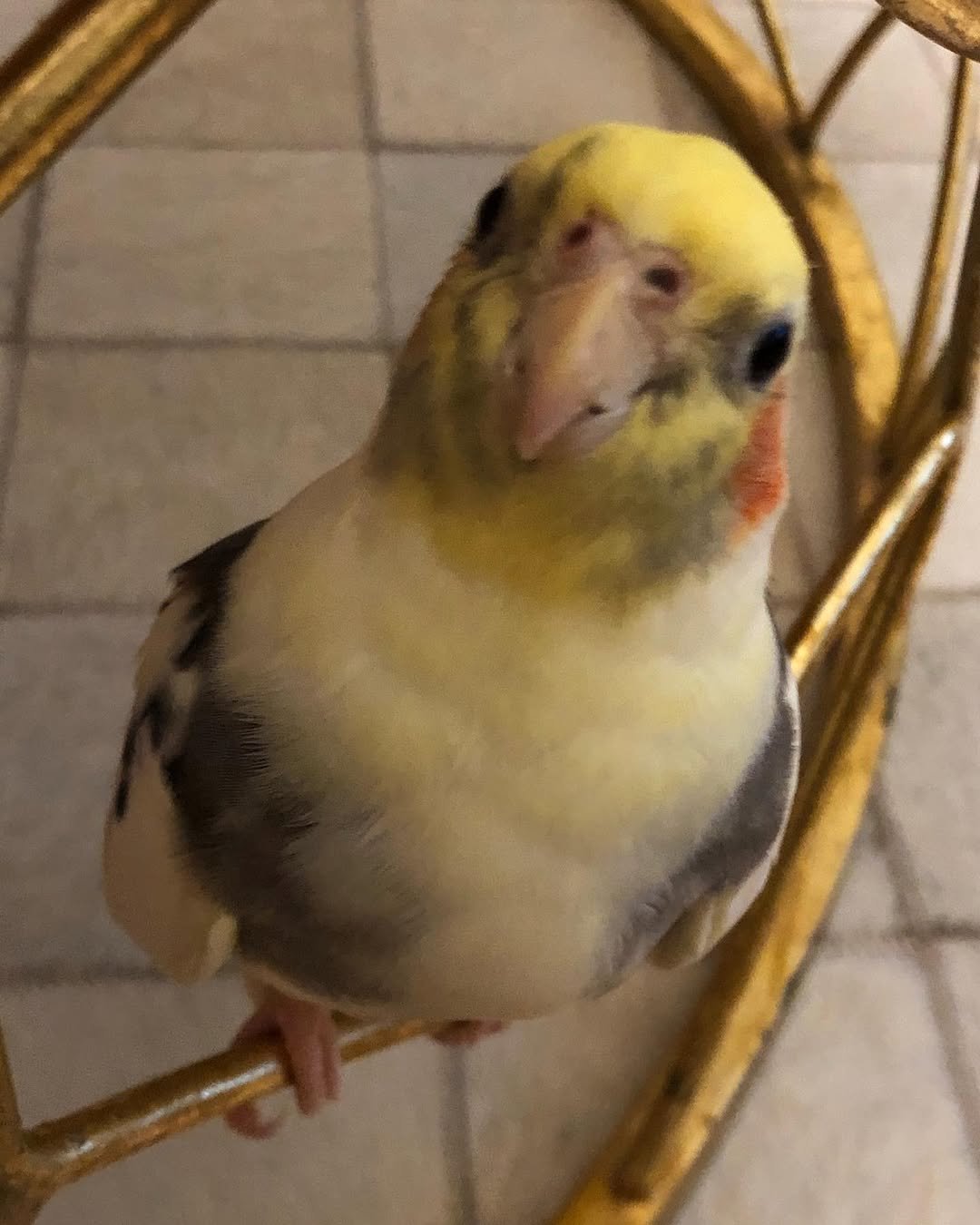Cockatiel birds in Idaho