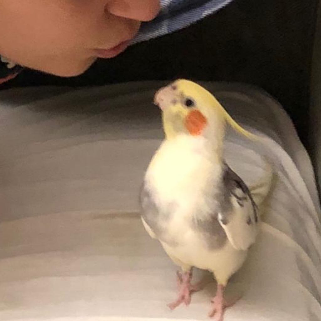 cockatiels for sale in Santa Monica