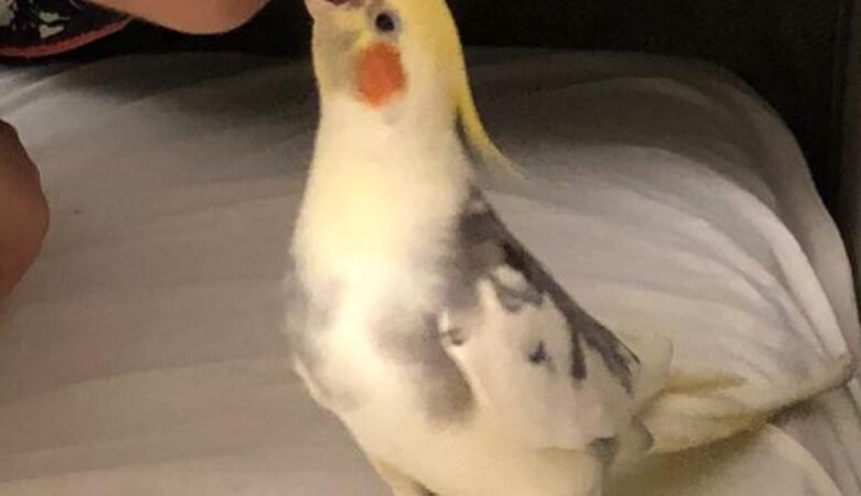 How Often Should I Feed My Cockatiels?