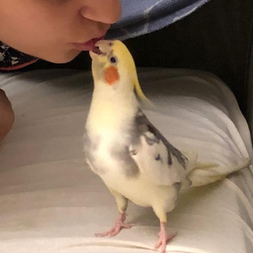 How Often Should I Feed My Cockatiels