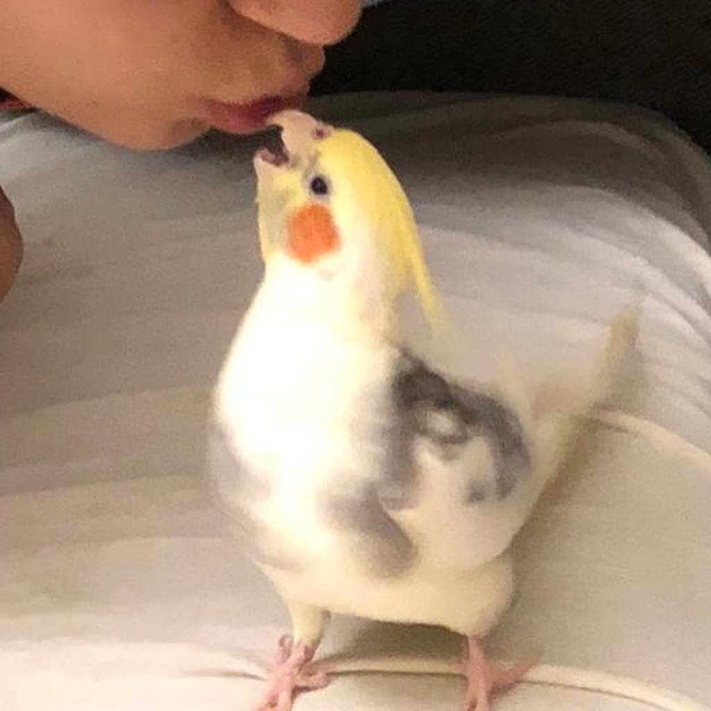 How Do I Know if My Cockatiel is Sick