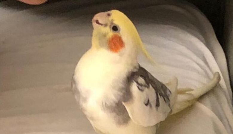 cockatiels for sale in San Marcos, CA