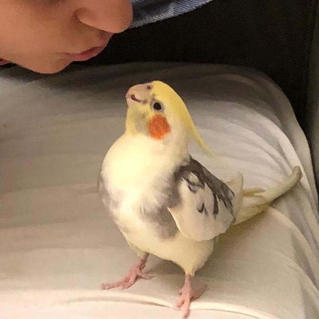 cockatiels for sale in San Marcos