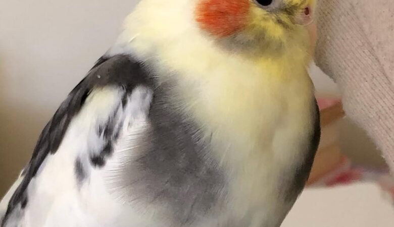 cockatiels for sale in Chino, CA