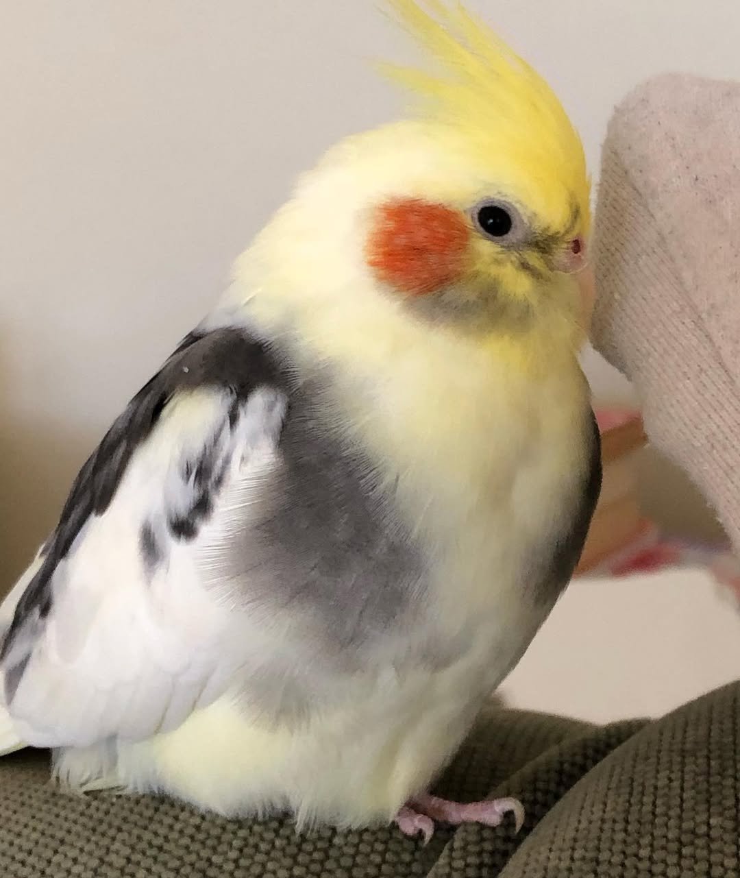 cockatiels for sale in Chino