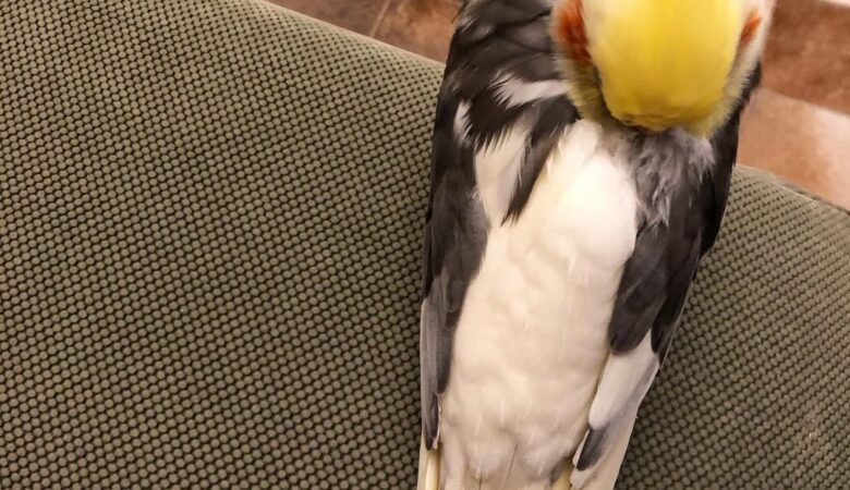 cockatiels for sale in Manteca, CA