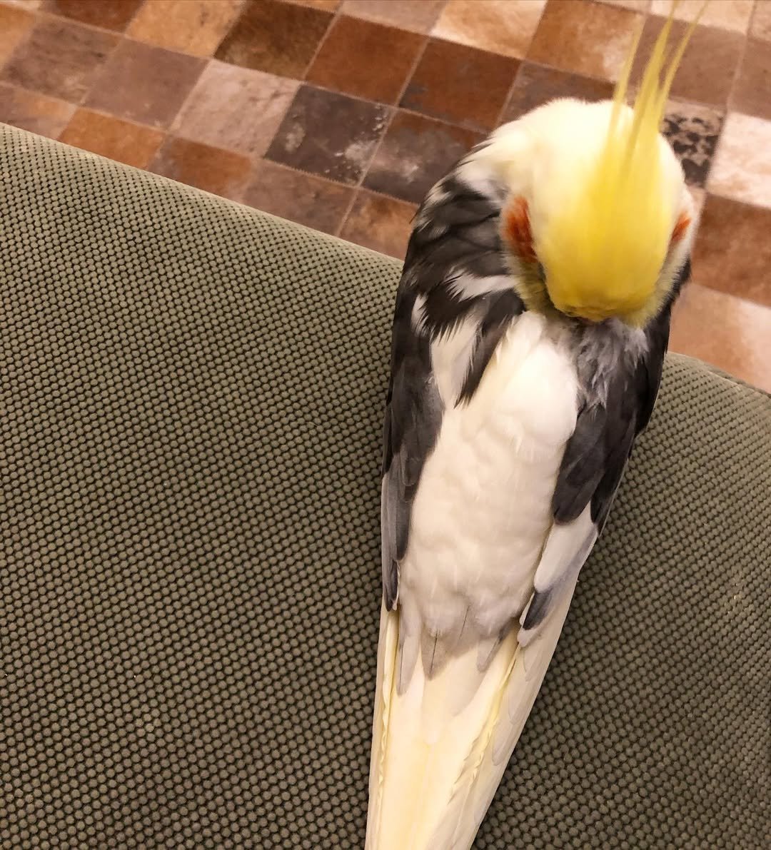 cockatiels for sale in Manteca