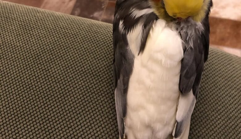 cockatiels for sale in Hemet, CA