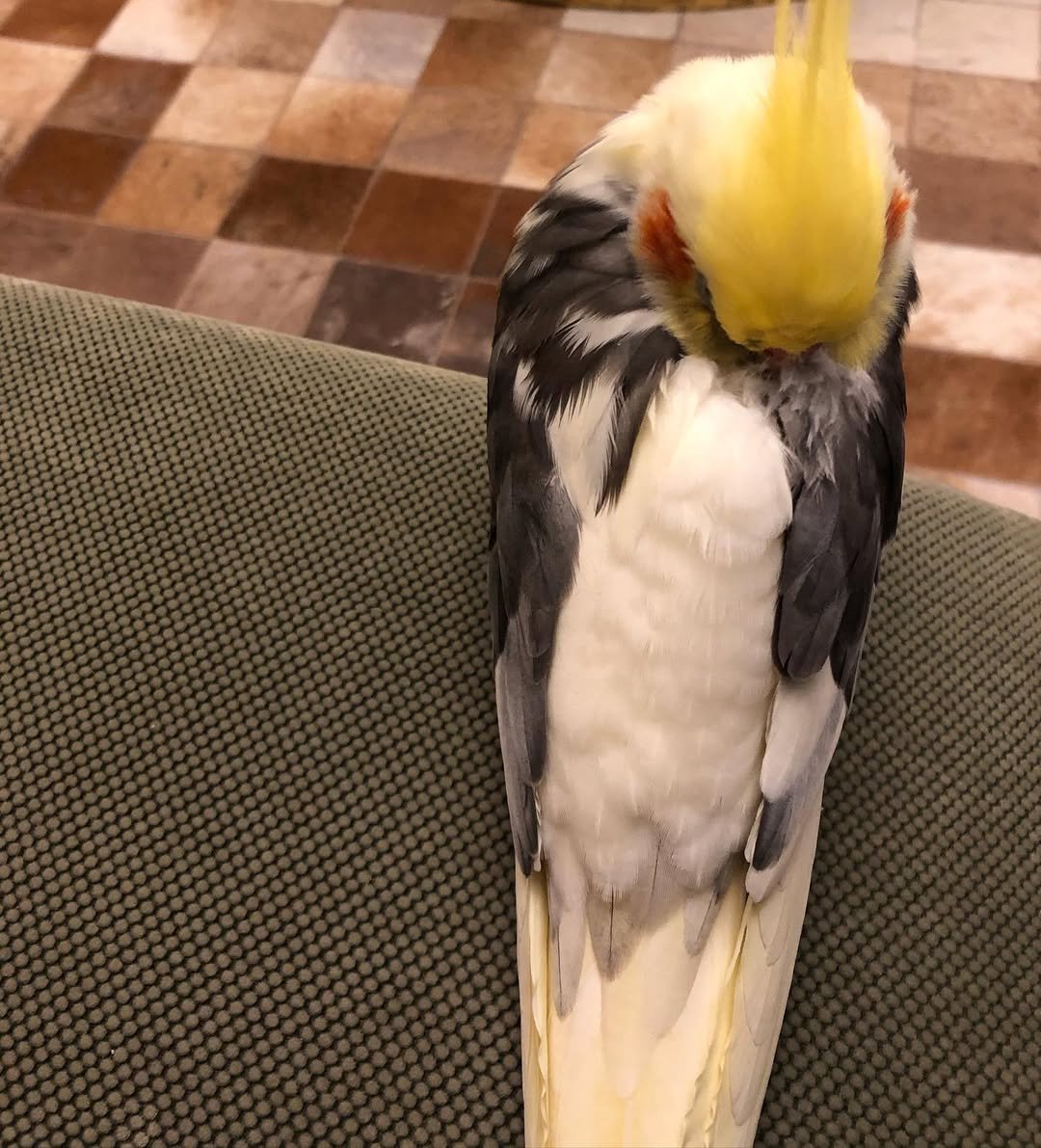 cockatiels for sale in Hemet
