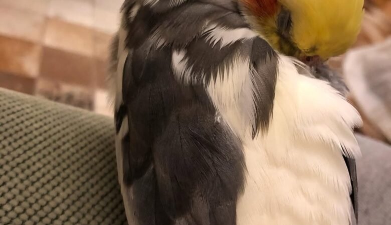 cockatiels for sale in Redding, CA