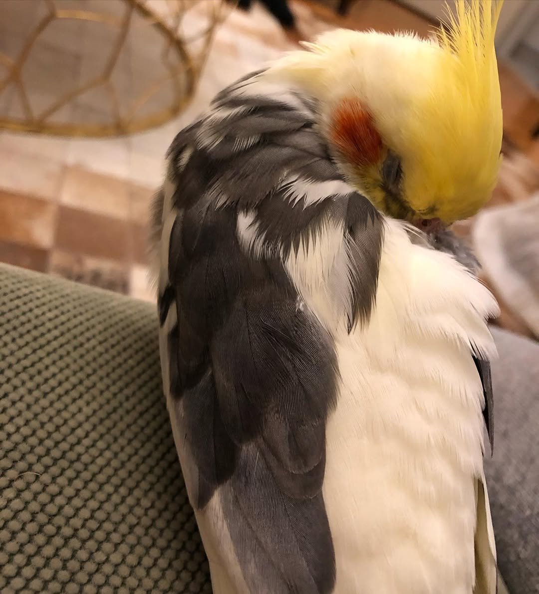 cockatiels for sale in Redding