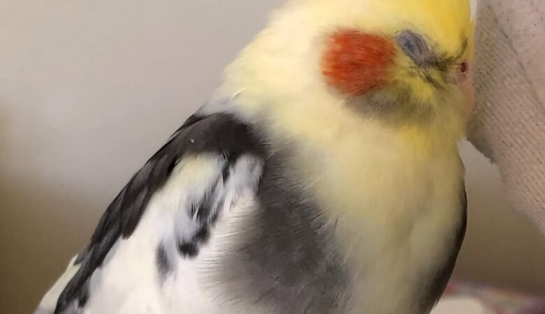cockatiels for sale in Carson, CA