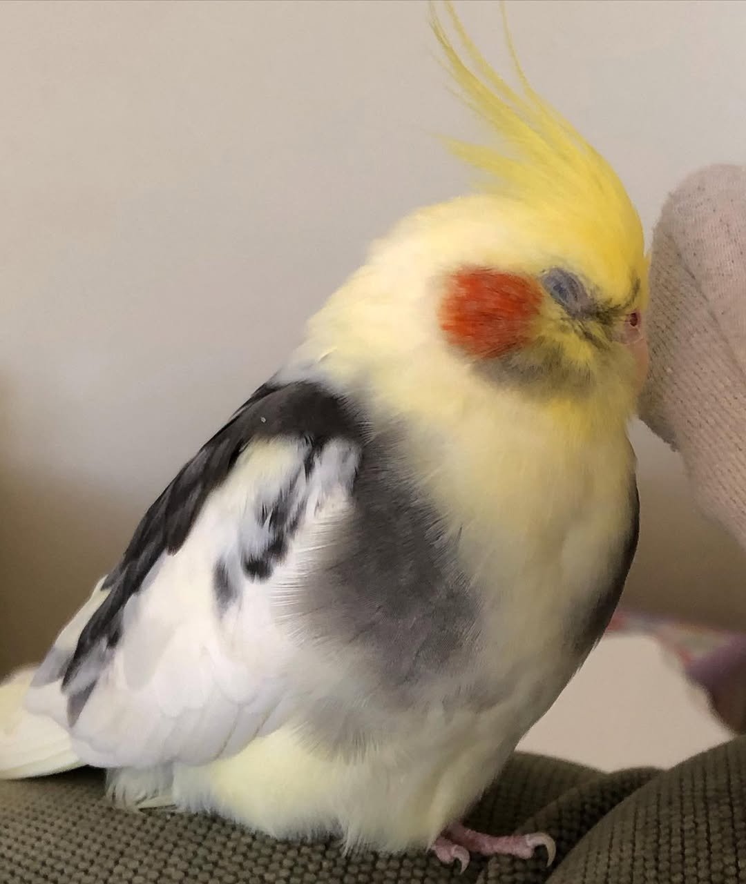 cockatiels for sale in Carson