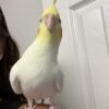 white cockatiel for sale