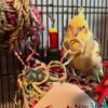 cockatiel for sale online