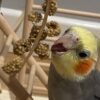 female Cockatiels for Sale