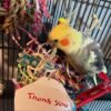 cockatiel for sale online