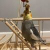 female Cockatiels for Sale
