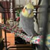 lutino cockatiels for sale