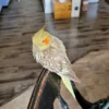 baby cockatiel for sale near me
