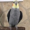 lutino cockatiels for sale