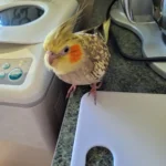 baby cockatiel for sale near me