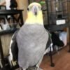 lutino cockatiels for sale