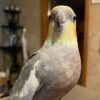 lutino cockatiels for sale