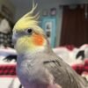lutino cockatiels for sale
