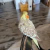 baby cockatiel for sale near me