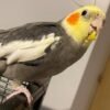 female Cockatiels for Sale