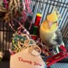 cockatiel for sale online