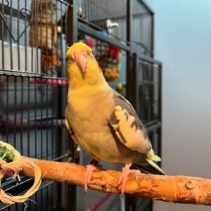 cockatiel for sale online