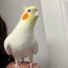 white cockatiel for sale