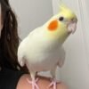 white cockatiel for sale