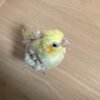 cockatiels for sale under $100