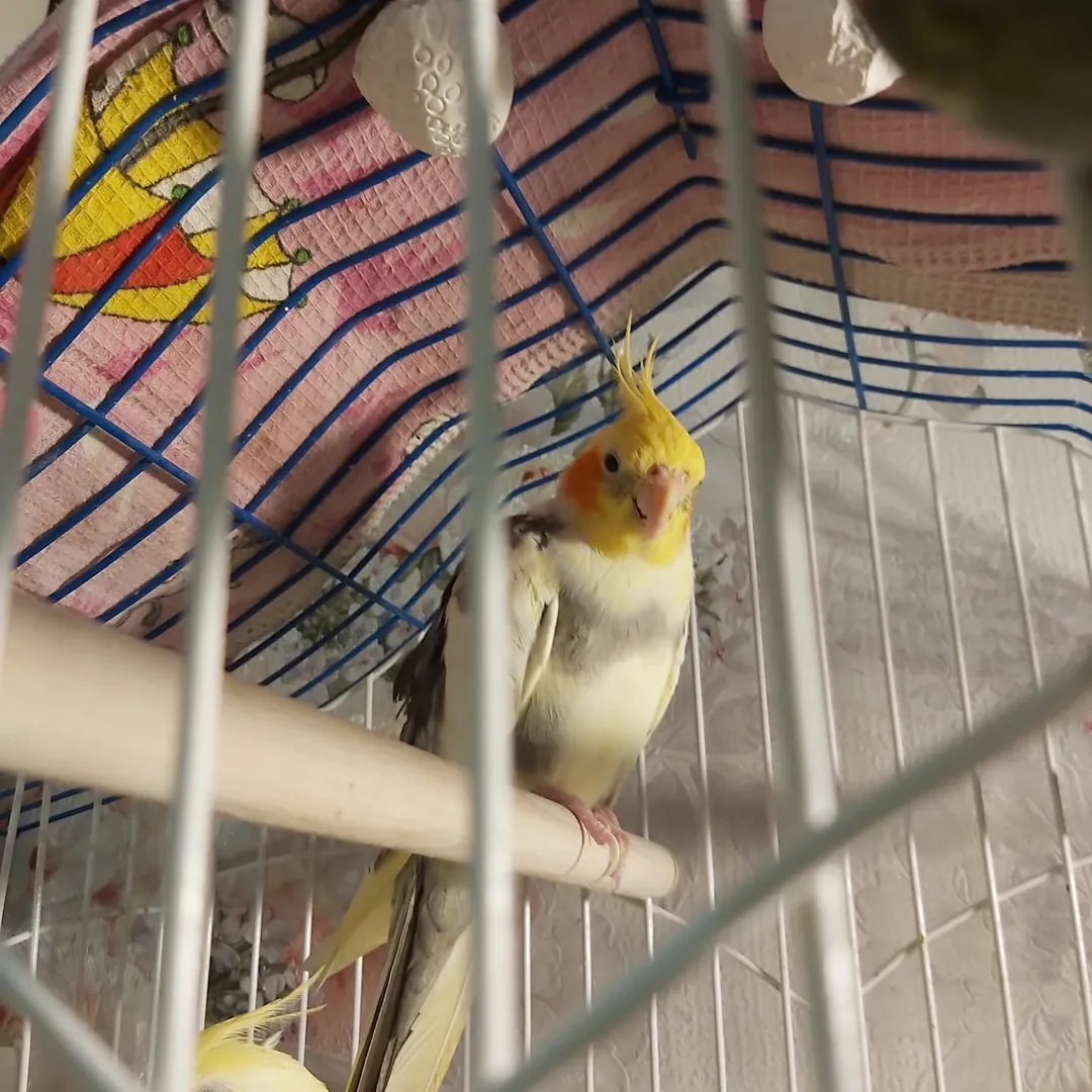 cockatiels for sale in Goodyear