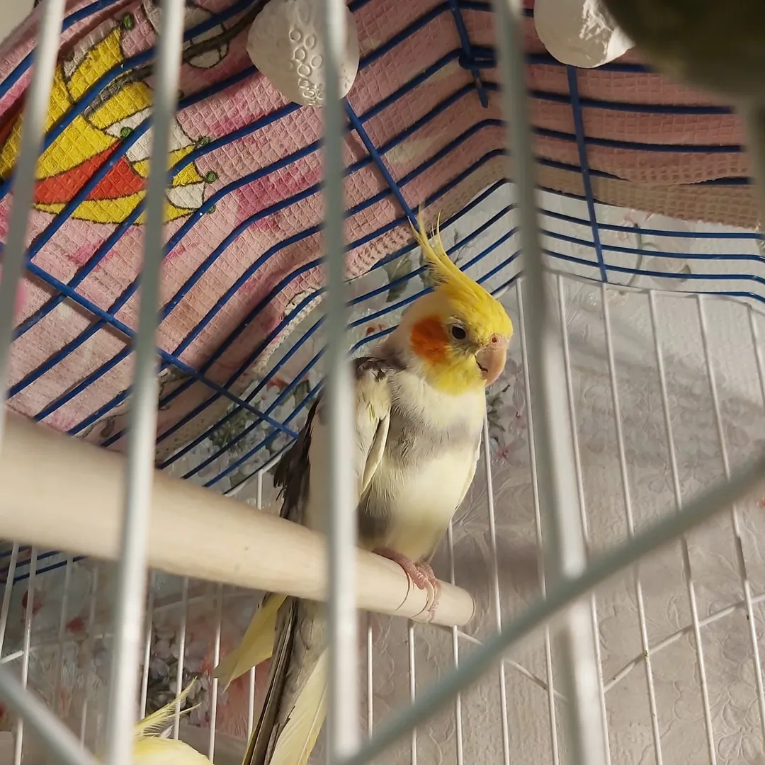 cockatiels for sale in Flagstaff
