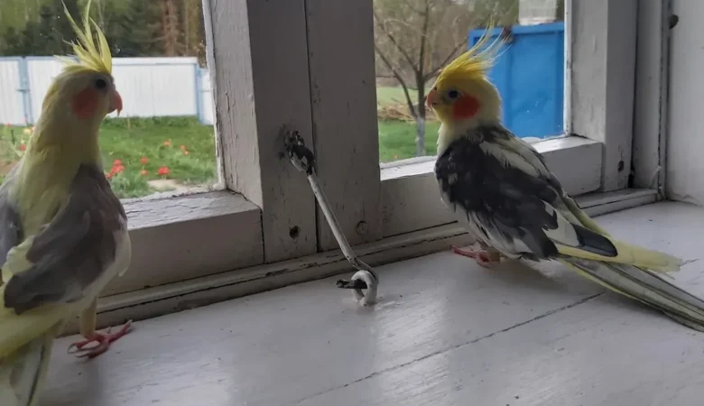cockatiels for sale in Maricopa, AZ: claim yours