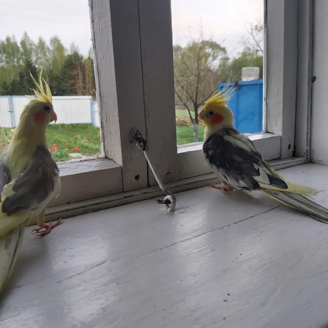 cockatiels for sale in Maricopa