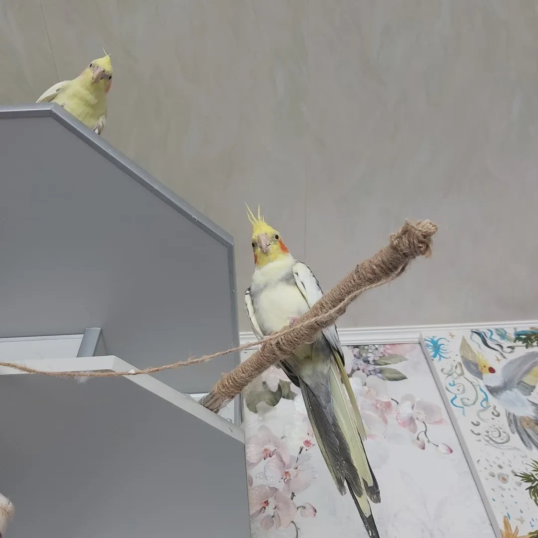 cockatiels for sale in Lake Havasu City