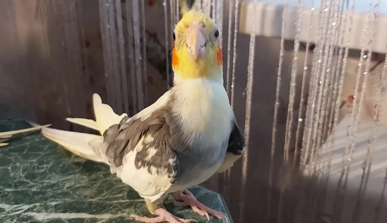 cockatiels for sale in Buckeye, AZ: hot deal