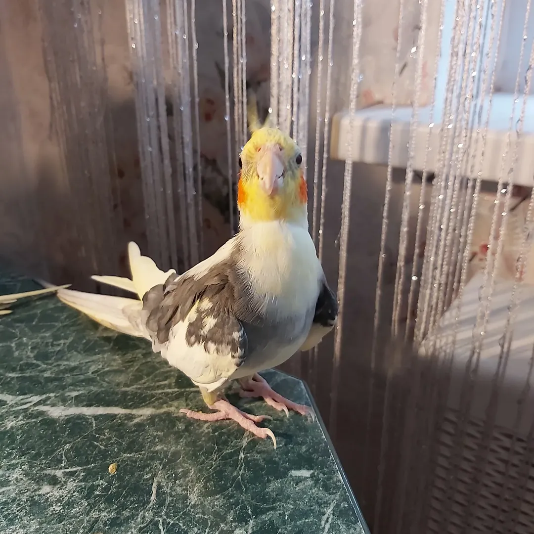 cockatiels for sale in Buckeye
