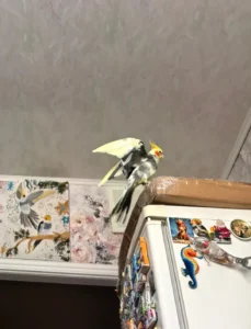 Cockatiel birds in Australia
